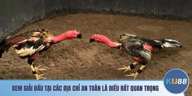 Xem giải đấu tại các địa chỉ an toàn là điều rất quan trọng